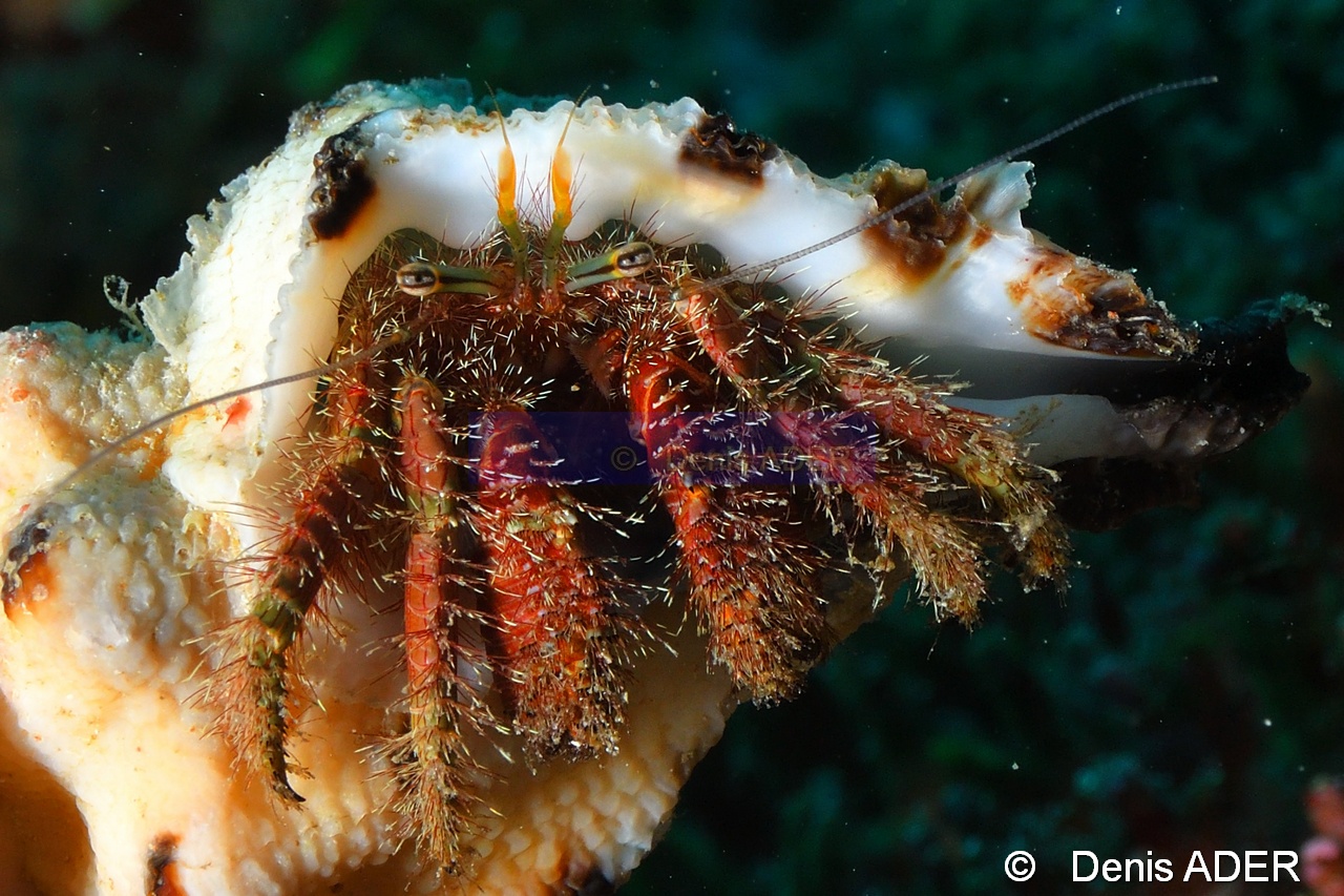 Aniculus retipes bernard hermite bandes noires sur le pedoncule-Binongky Tanjung bante-24m-20180527-Denis-ADER-DSC_1105_tn.jpg